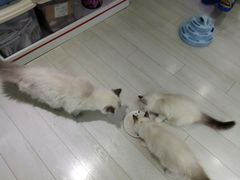 -喵的天空名猫咖啡馆·撸猫·猫舍·用品