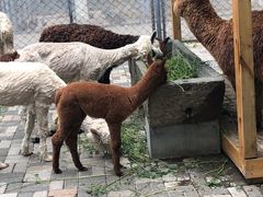 -长白岛森林公园