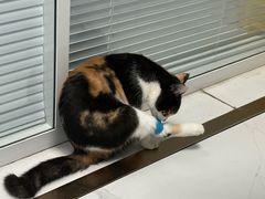 -纳吉亚猫专科动物诊疗中心(蒋宅口分院)