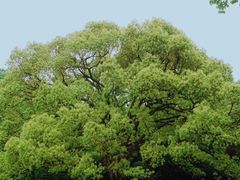 -杭州植物园