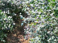 -金谷域澳洲庄园