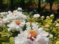 -莲花池公园