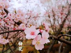 -白塘生态植物园