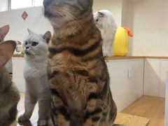 -李小姐の猫咖啡馆(五角场店)