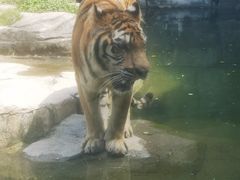 -深圳野生动物园