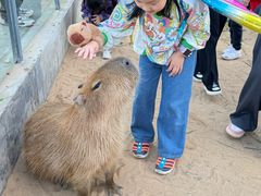 -西霞口神雕山野生动物世界
