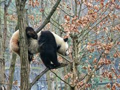 -都江堰中华大熊猫苑