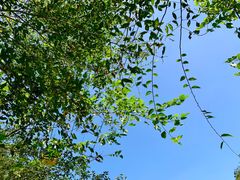 -洛阳白云山景区