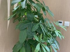 -美冠塔口腔(酒仙桥分院)