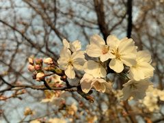 -复旦大学本部-食堂