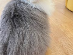 -1013 PET SHOP精品宠物商店(丁香店)