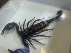 -上海大自然野生昆虫馆(东方明珠·爬宠昆虫探索中心)