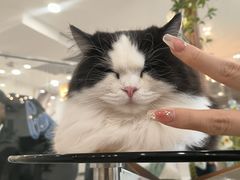 -共舞时光猫咖·狗咖(新街口店)