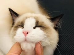 -momokira米努特·德文卷毛猫·棉花面纱犬