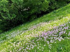 -西湖风景区-江洋畈生态公园
