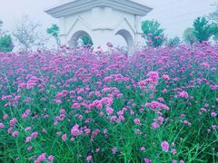 -紫颐香薰山谷景区