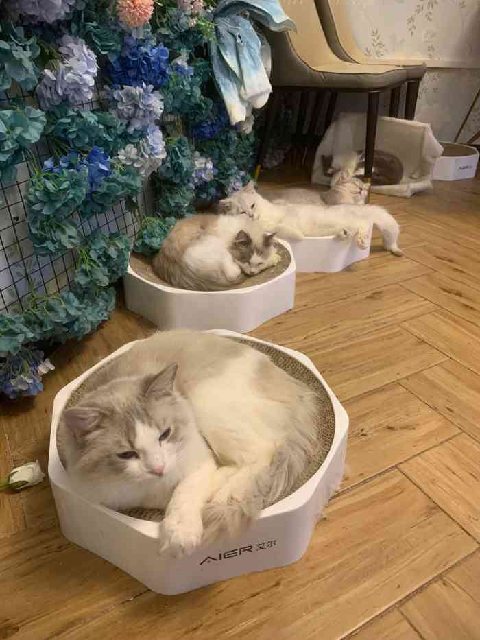 "大概开了一个月了吧,我艾雪子终于来打卡了