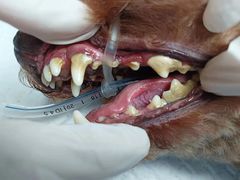 -博特宠物医院24h犬猫全科.骨科·异宠