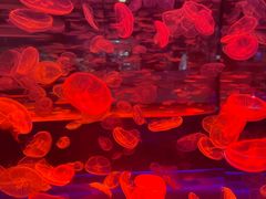 -上海海昌海洋公园