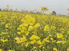 -蜀绣公园