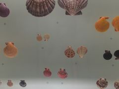 -青岛贝壳博物馆