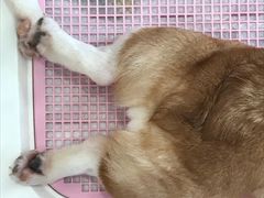 -白夜2D咖啡馆