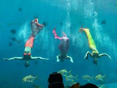 -瑞德姆美人鱼海底演艺主题餐厅(亚龙湾店)