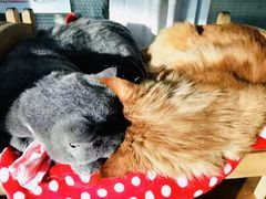-猫小院猫主题咖啡厅(北锣店)