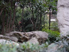 -神仙树公园
