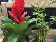 -荷兰花海