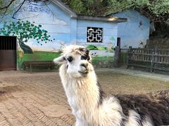 -昆明动物园