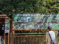 -西双版纳原始森林公园