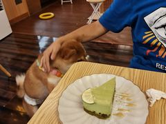 -豆柴町-柴犬主题狗咖(红鼎国际C座店)