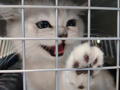 -糯米喵星人总部直营旗舰店·猫舍·幼猫出售