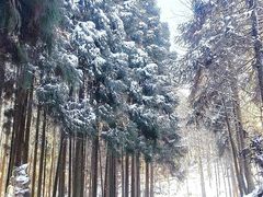 -山王坪喀斯特国家生态公园