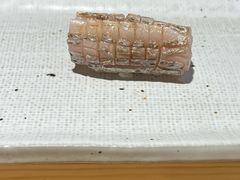 -镹·鱼料理  国产鱼使用店