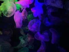 -太平洋海底世界