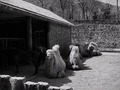 -石家庄市动物园