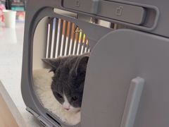 -艾贝尔宠物医院·24H转诊中心·肿瘤猫专科(江宁双龙店)