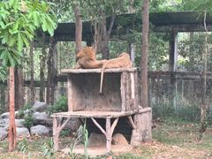 -清迈夜间动物园