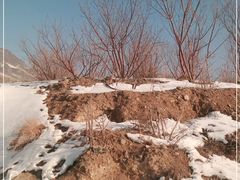 -新疆天山野生动物园