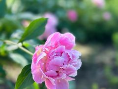 -昆山城市生态森林公园