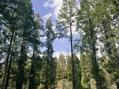 -黄海国家森林公园