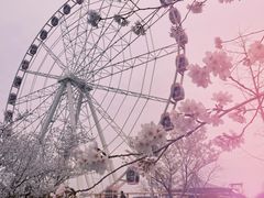 -顾村公园