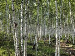 -北极村旅游风景区