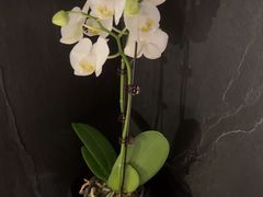 -浩运海鲜·16年专注青岛菜(石老人店)