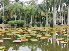 -中国科学院西双版纳热带植物园