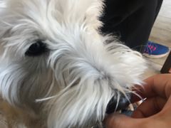 -百好乐宠物友好餐厅(朝外大街店)