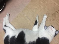 -芭比堂动物医院·24小时·眼科中心(深圳中心)