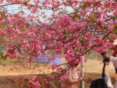 -天适樱花悠乐园
